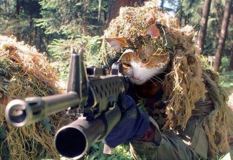 Hình ảnh mèo cầm súng Free Fire ấn tượng