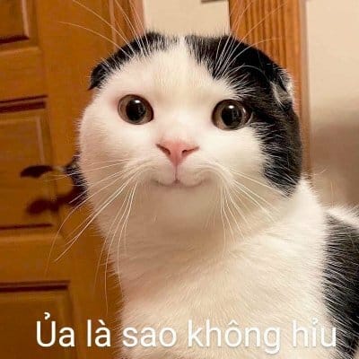 Hinh che meo bua nhat