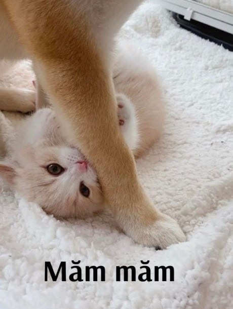 Măm Măm