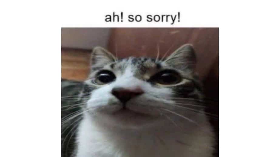 Meme Chú Mèo Xin Lỗi Hài Hước