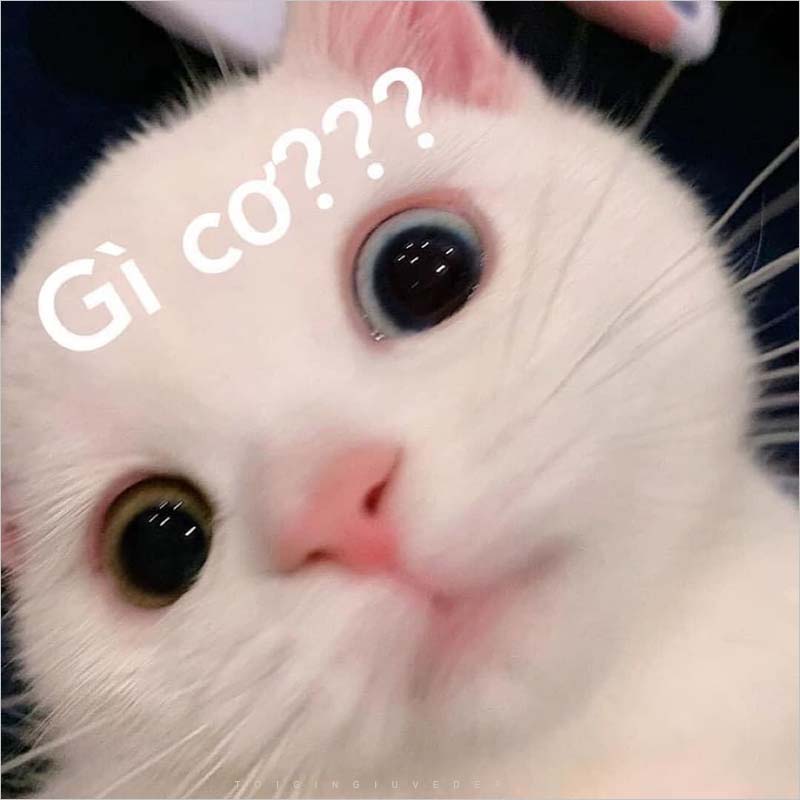 Meme Gì cơ