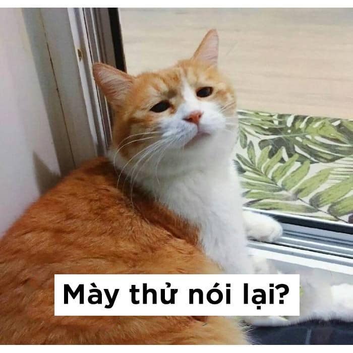 Meme Mày thử nói lại