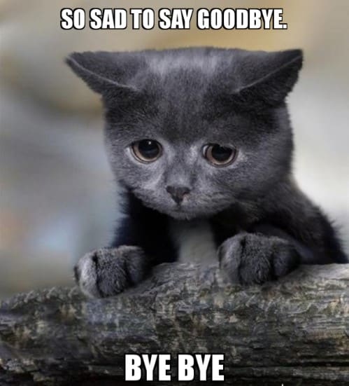 Meme Mèo Bye Chế Dễ Thương