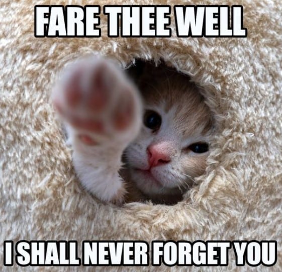 Meme Mèo Bye Cực Dễ Thương