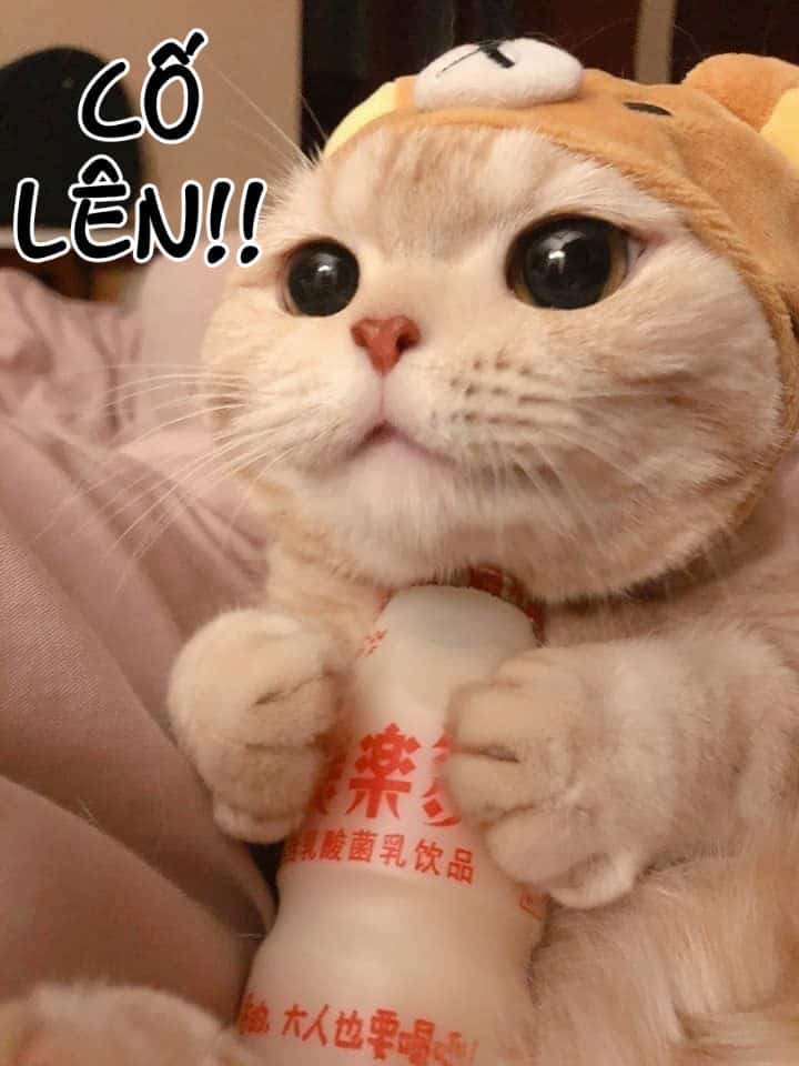 Meme Meo Co Len Cute