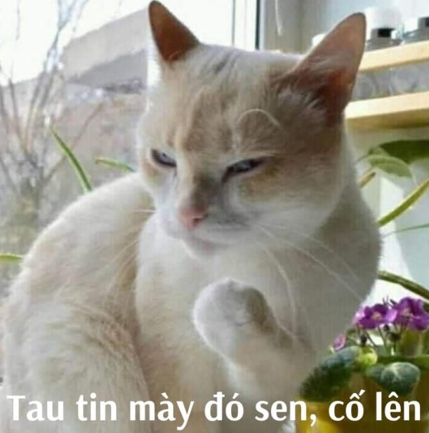 Meme Meo Co Len Hai