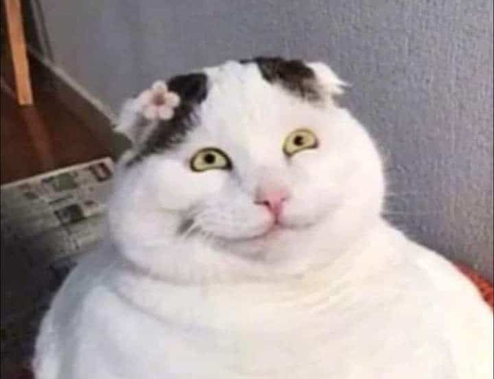 Meme Mèo Cười Gượng