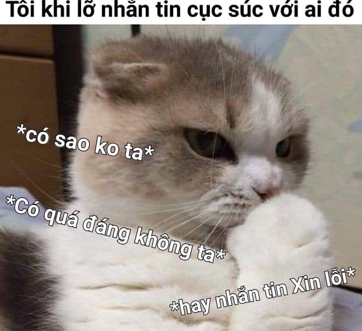 Meme Mèo Xin Lỗi Bựa