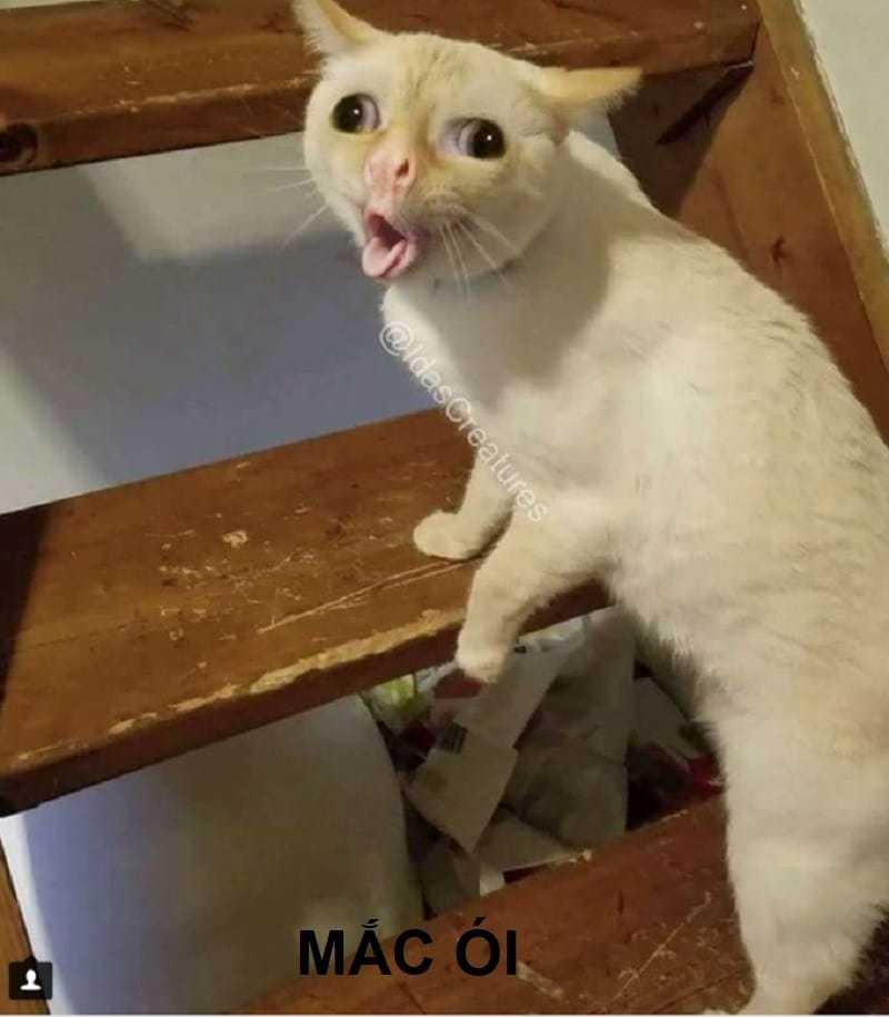 Meme mèo khinh bỉ