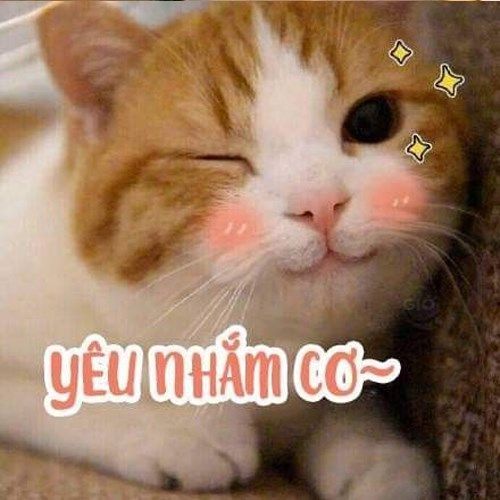 Meme yêu lắm cơ