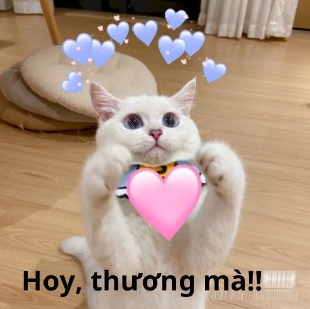 Mèo An Ủi Dễ Thương, Cute