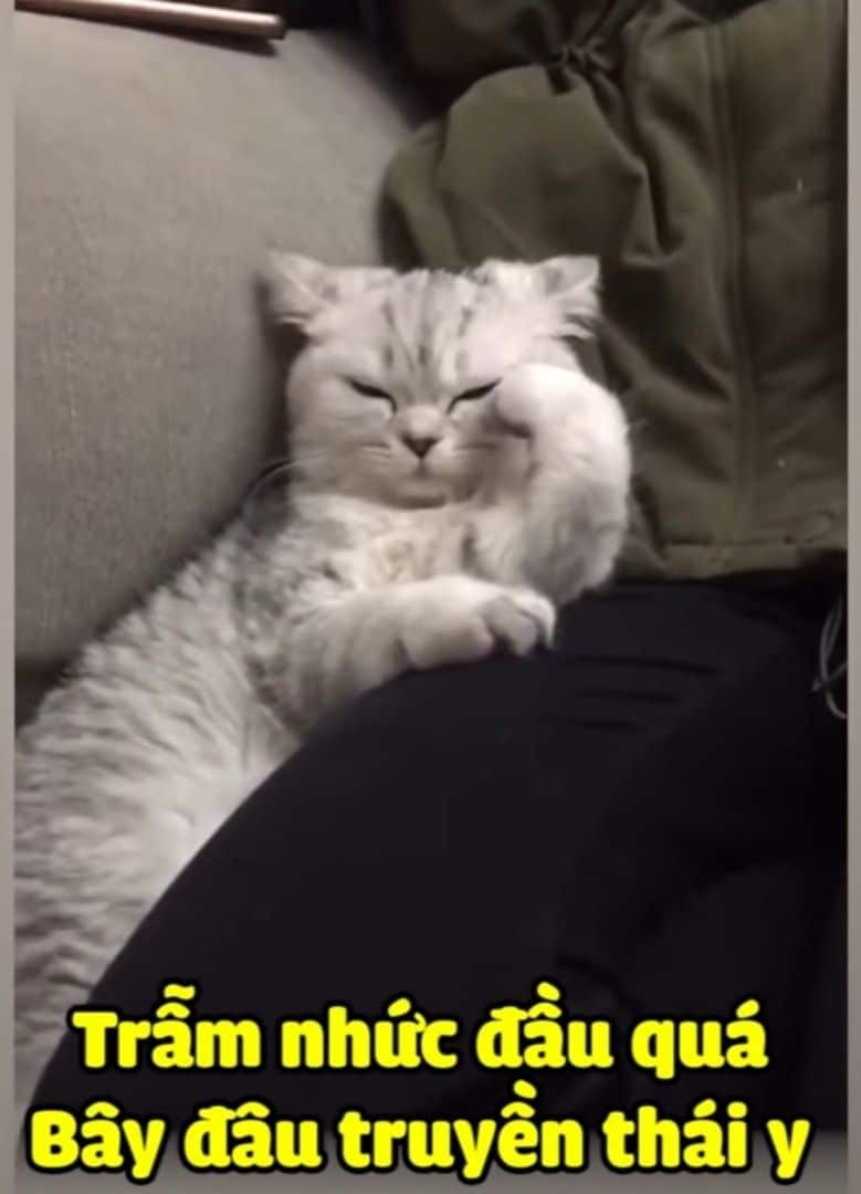 Mèo Bất Lực Nhức Đầu