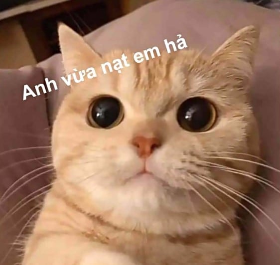 Mèo Bựa Ngơ Ngác Dễ Thương