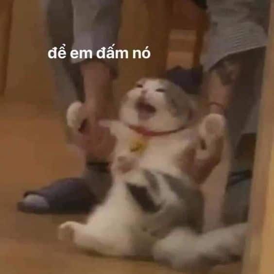 Mèo Bựa Siêu Dễ Thương
