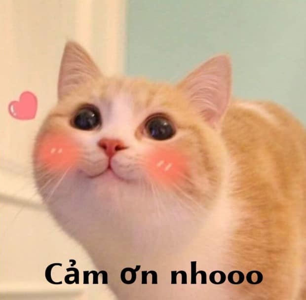 Mèo Cảm Ơn Cute