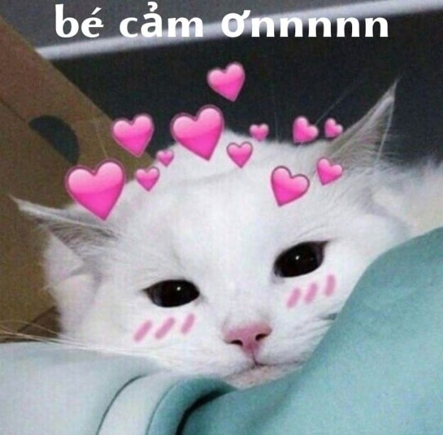 Mèo Cảm Ơn Dễ Thương, Cute