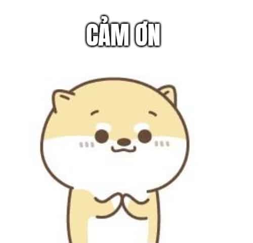 Mèo Cảm Ơn Dễ Thương