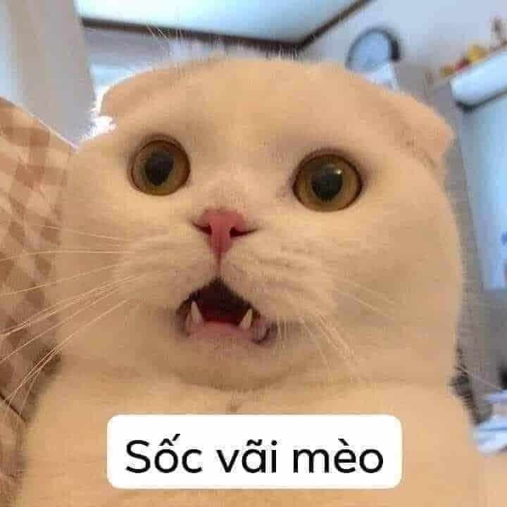 Mèo Cute, Hài Hước