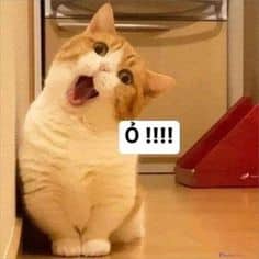 Mèo Cute Nhất