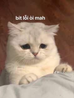 Meo Cute Xin Loi