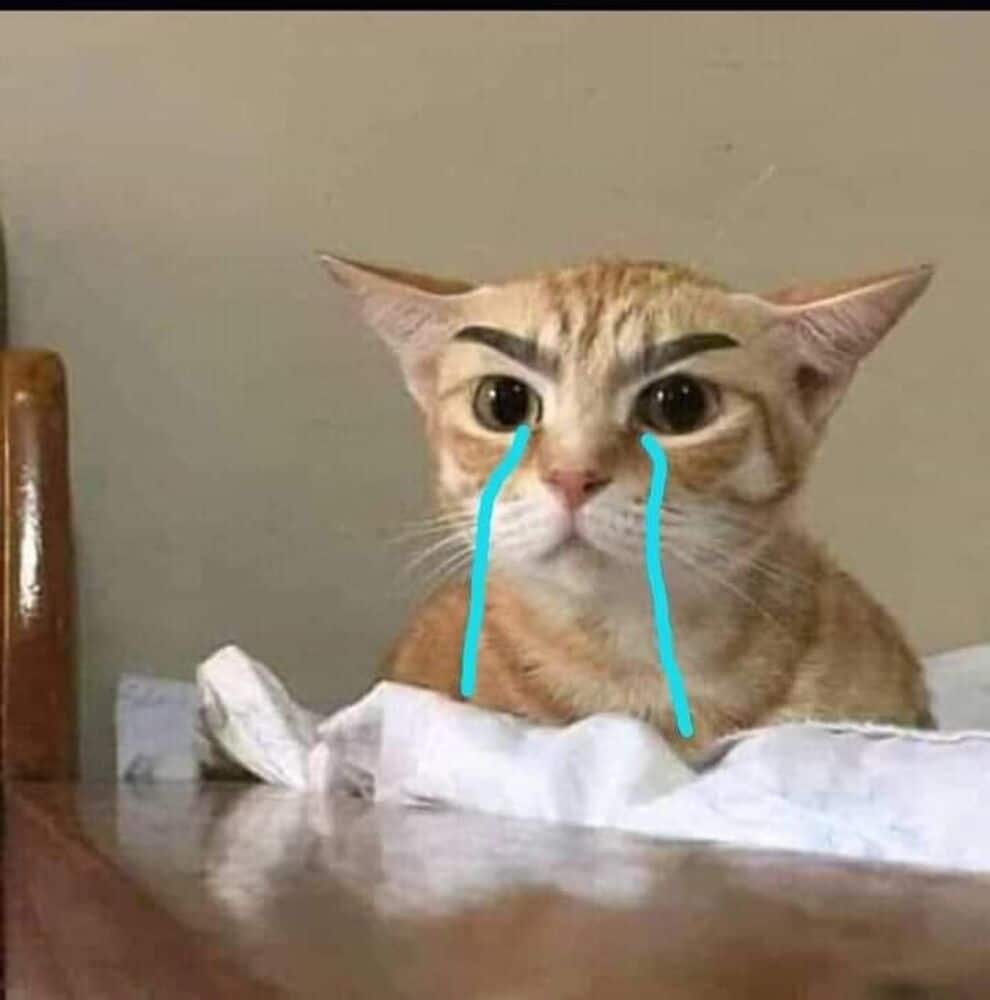 Mèo Hài Khóc
