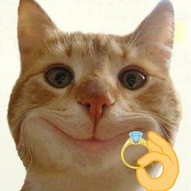 Mèo Mặt Bựa Tặng Nhẫn