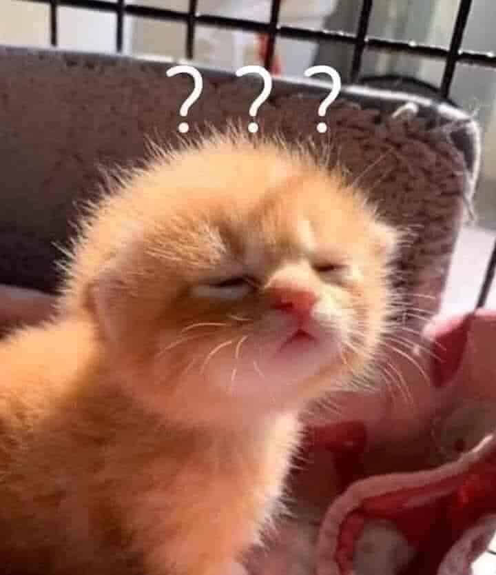 Mèo Mớ Ngủ Dễ Thương