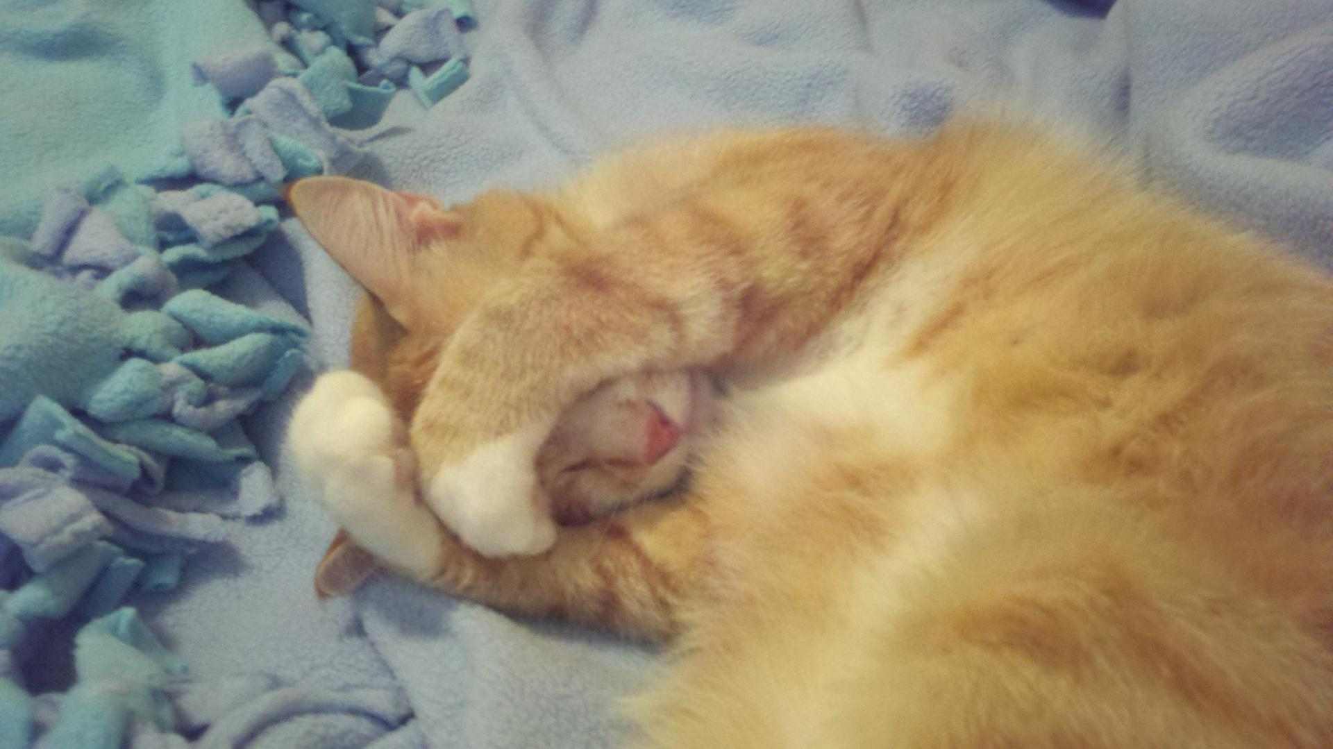 Mèo Nằm Ôm Mặt