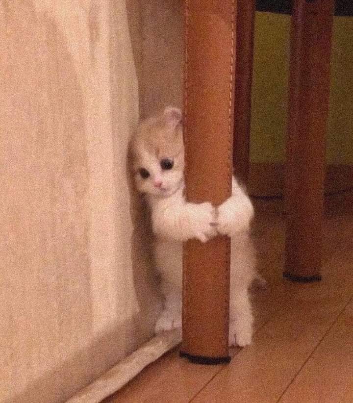 Mèo Ôm Cột