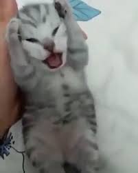 Mèo Ôm Đầu Cute