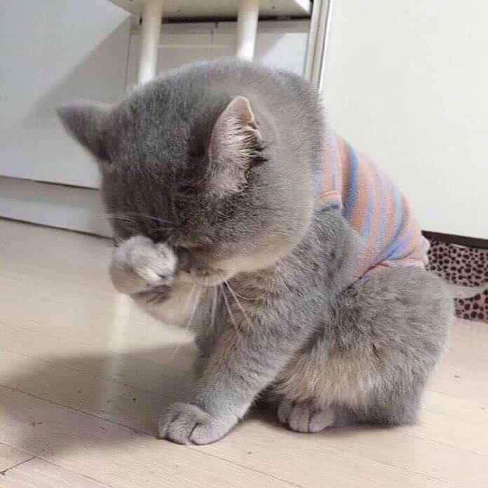 Mèo Ôm Mặt