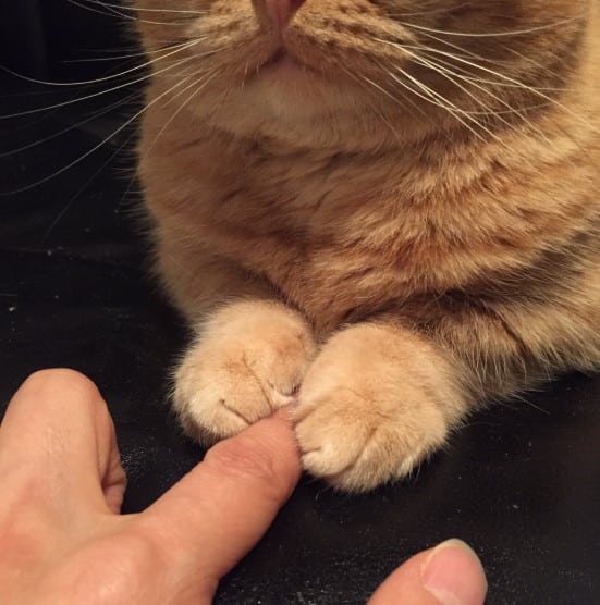 Mèo Ôm Tay Đáng yêu