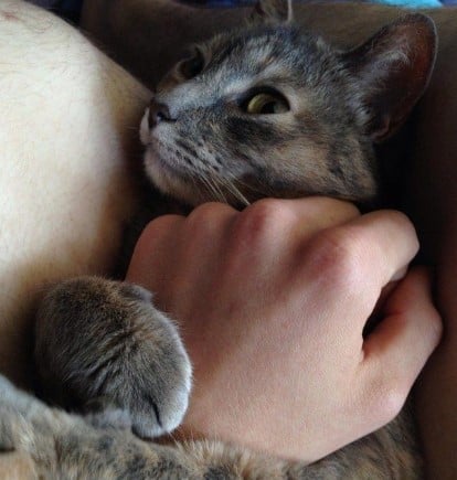 Mèo Ôm Tay