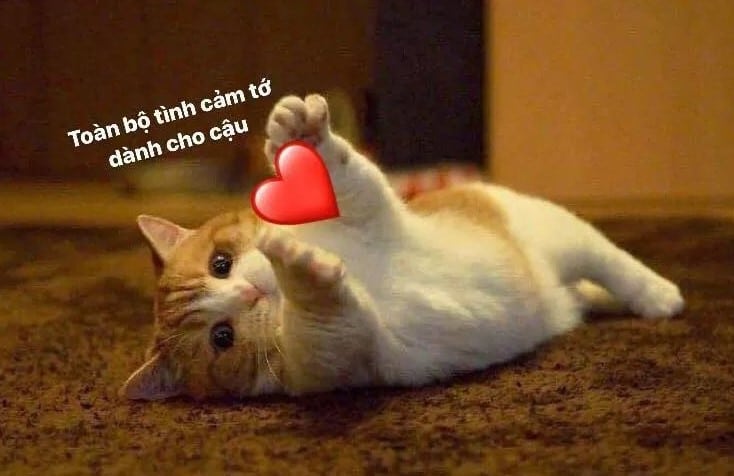 Mèo Ôm Tim
