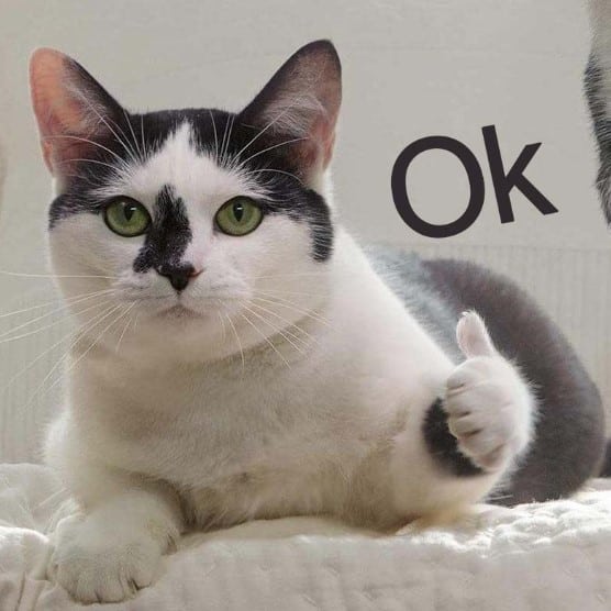 Mèo Thả Like Ok