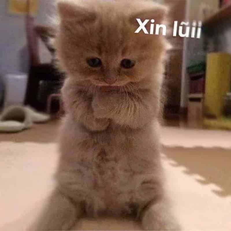 Meo Xin Loi