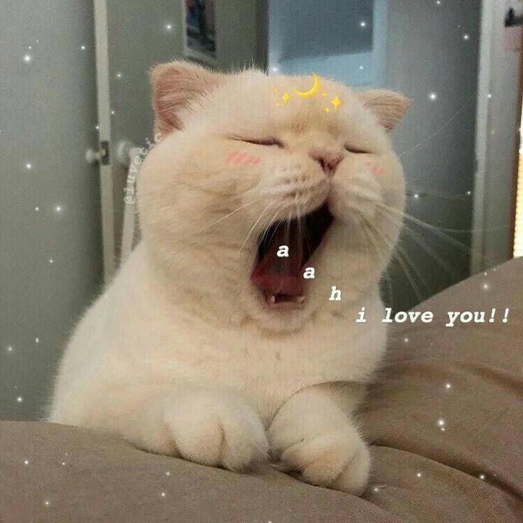 Mèo Yêu Dễ Thương