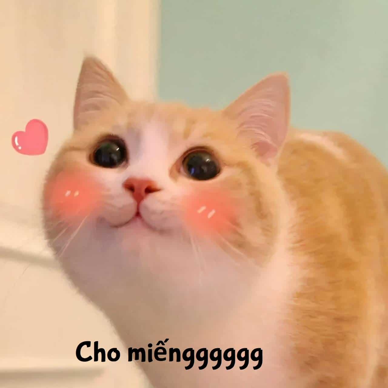 Meo Yeu