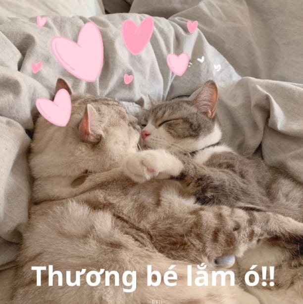 Mèo an ủi siêu cute