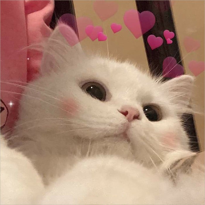 Mèo bắn tim