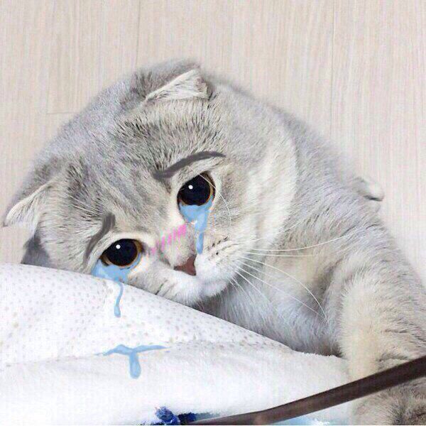 Meo buon khoc