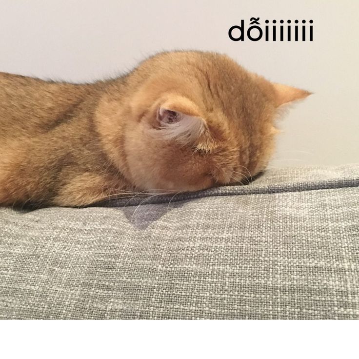 Mèo dỗi rồi