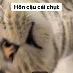 Mèo hôn cute