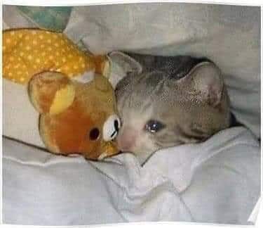 Mèo ôm gấu khóc