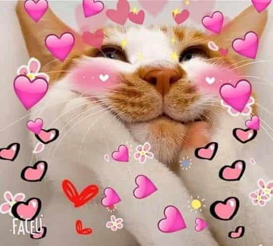 Mèo ôm tim cute