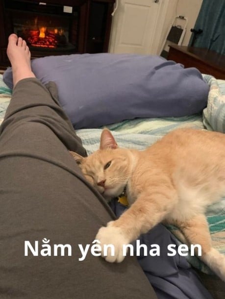 Nằm yên nha
