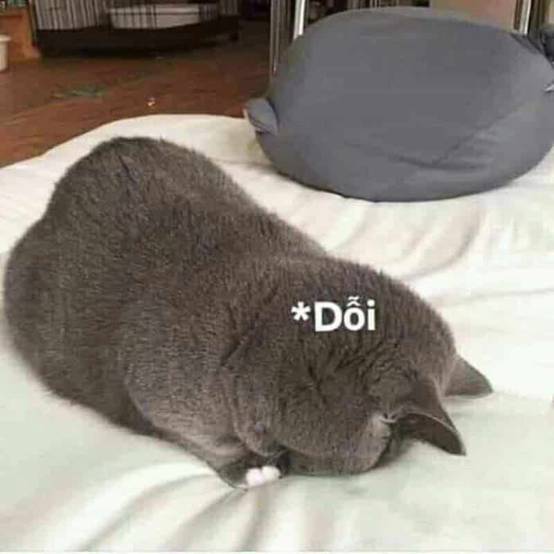 Thật là dỗi