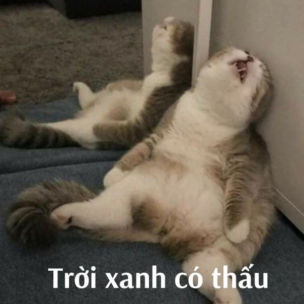 Trời xanh có thấu