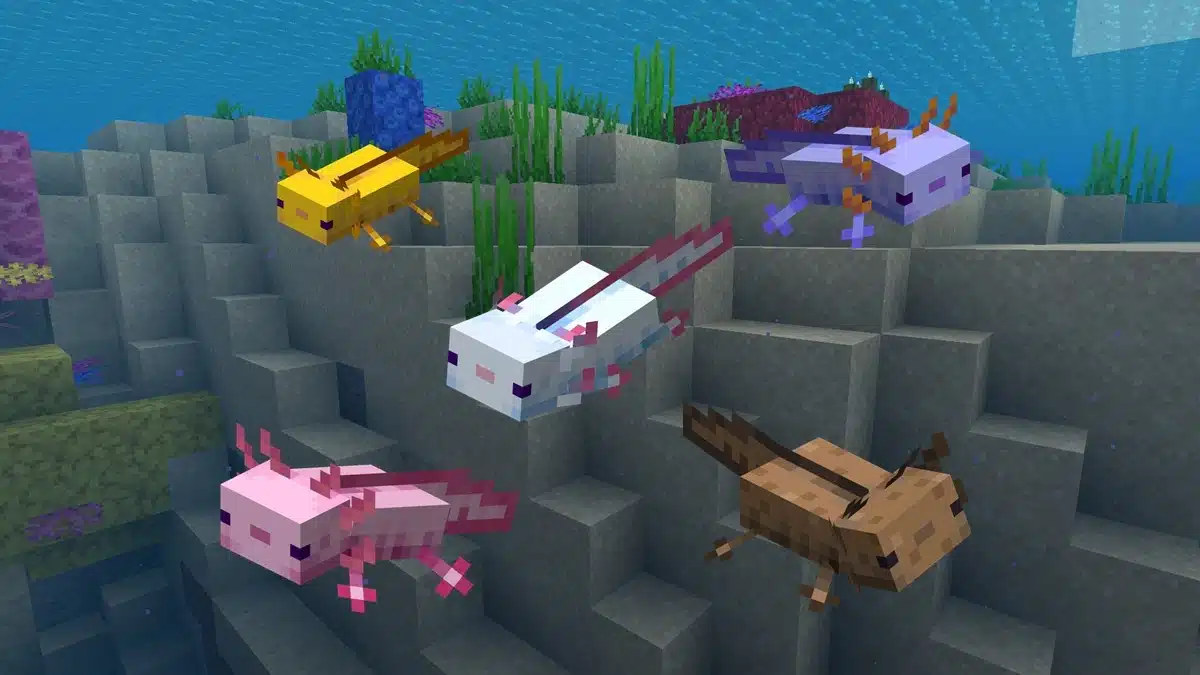 Không thả quá nhiều Axolotl