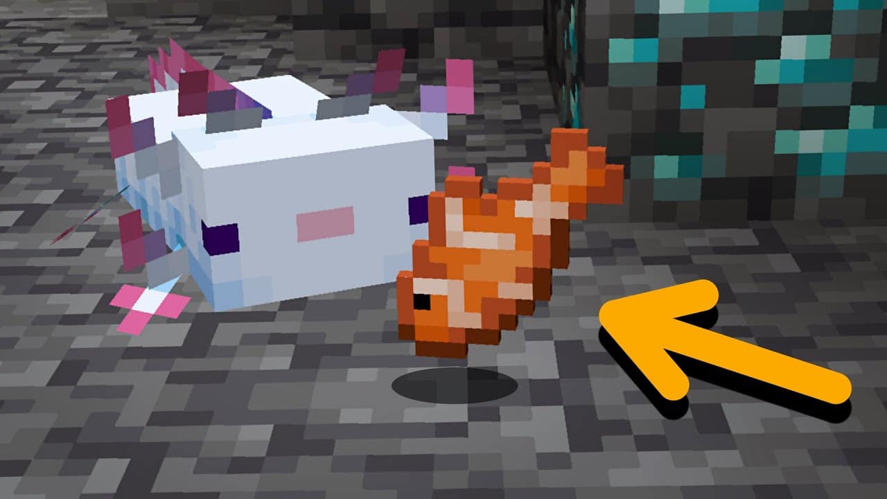 Mang thức ăn và tiếp cận Axolotl trong nước
